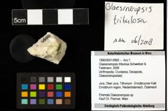 Foto (Objekt + Etiketten) von Glaessneropsis tribulosa (Schweitzer & Feldmann, 2009) 